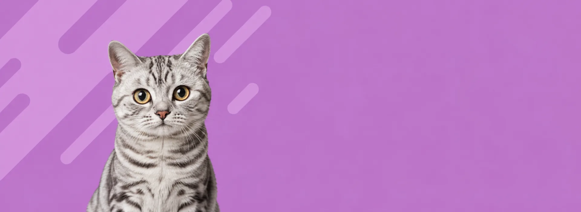 Pet Supplies